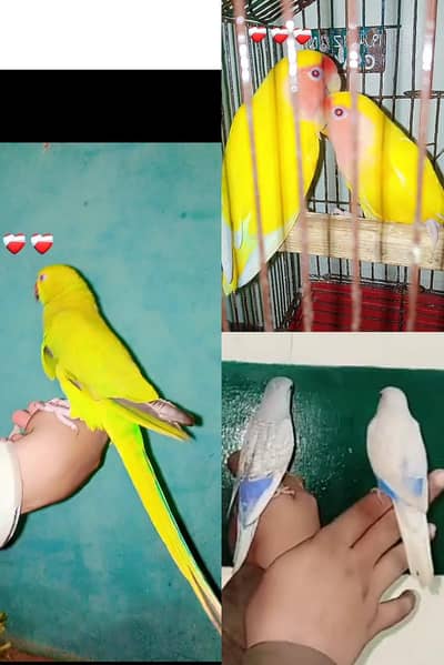 hand tame parrot available ha  / exchange possible hai parrot ka sath