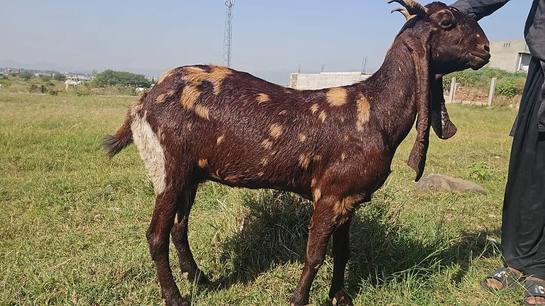 Pure Rajanpuri Bakrian — photo 2