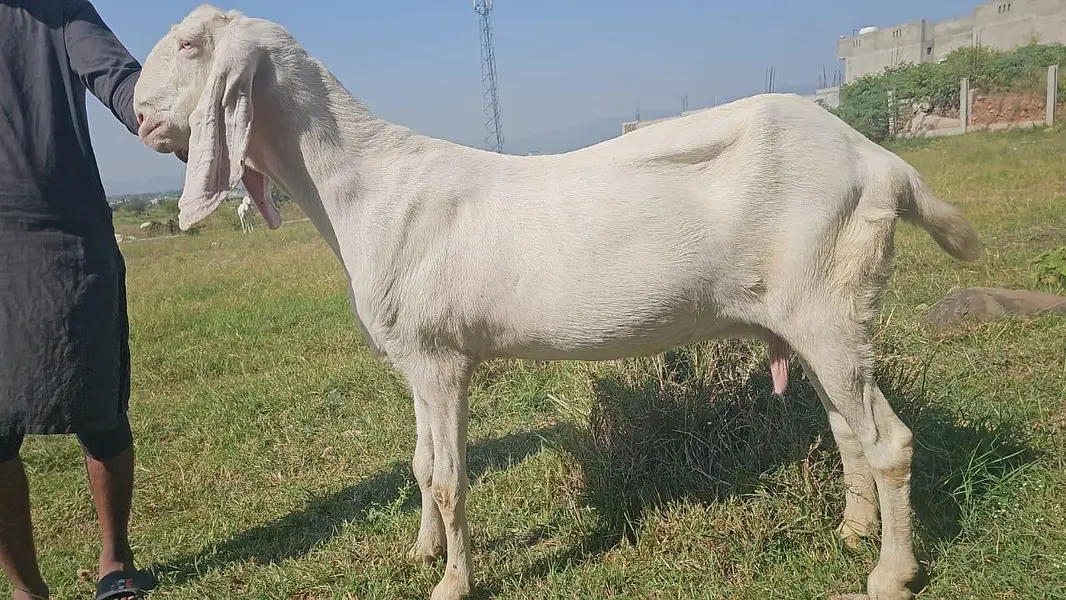 Pure Rajanpuri Bakrian — photo 3