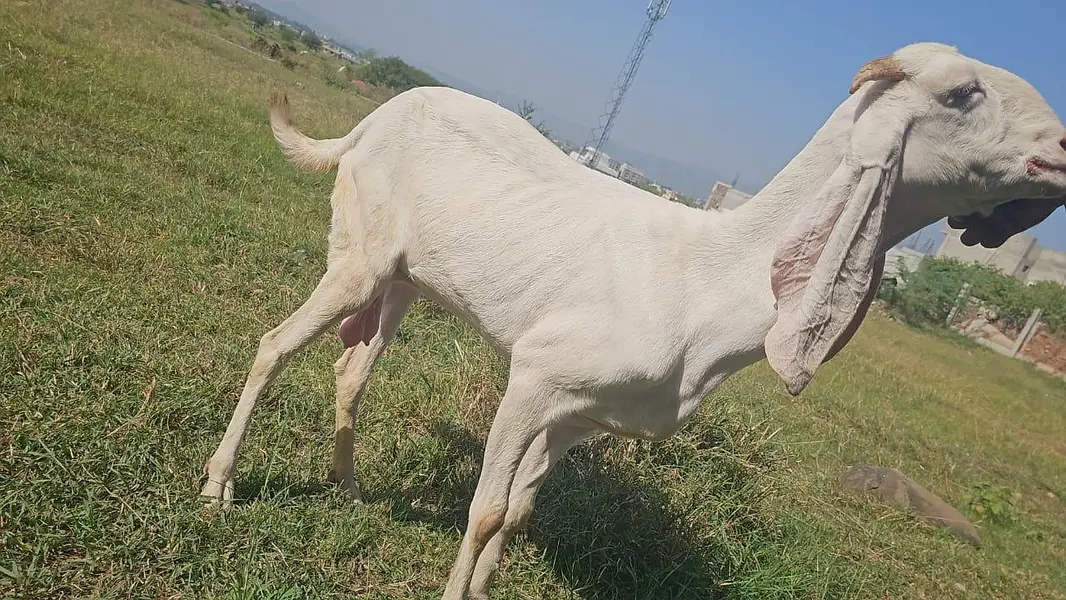 Pure Rajanpuri Bakrian — photo 4