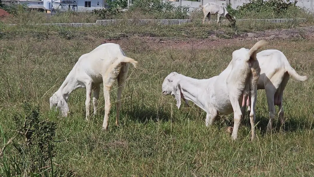 Pure Rajanpuri Bakrian — photo 6