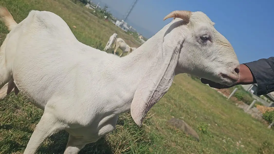 Pure Rajanpuri Bakrian — photo 7