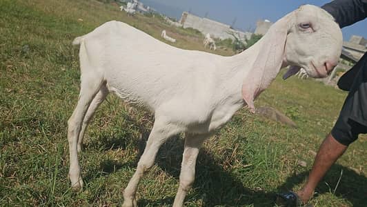 Pure Rajanpuri Bakrian