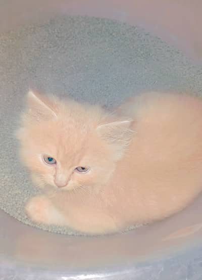 2 months old kitten for adoption