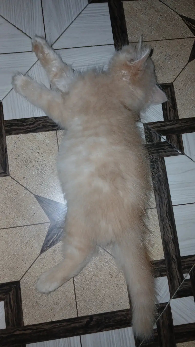 2 months old kitten for adoption — photo 2