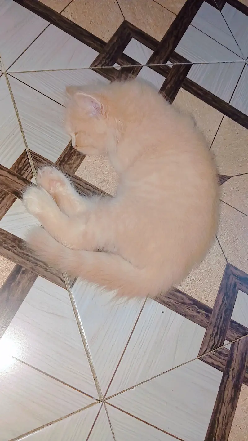 2 months old kitten for adoption — photo 3