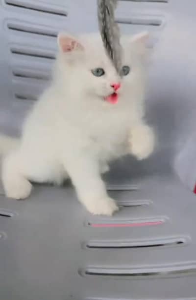 Persian kitten mail and female for saleContact my WhatsApp