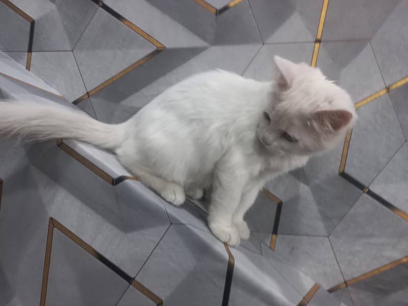 catt for sell 0