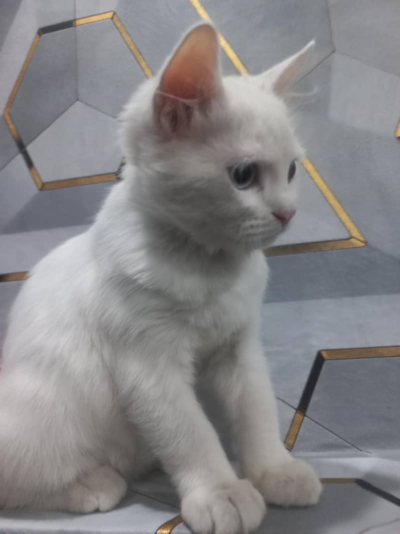 catt for sell 1
