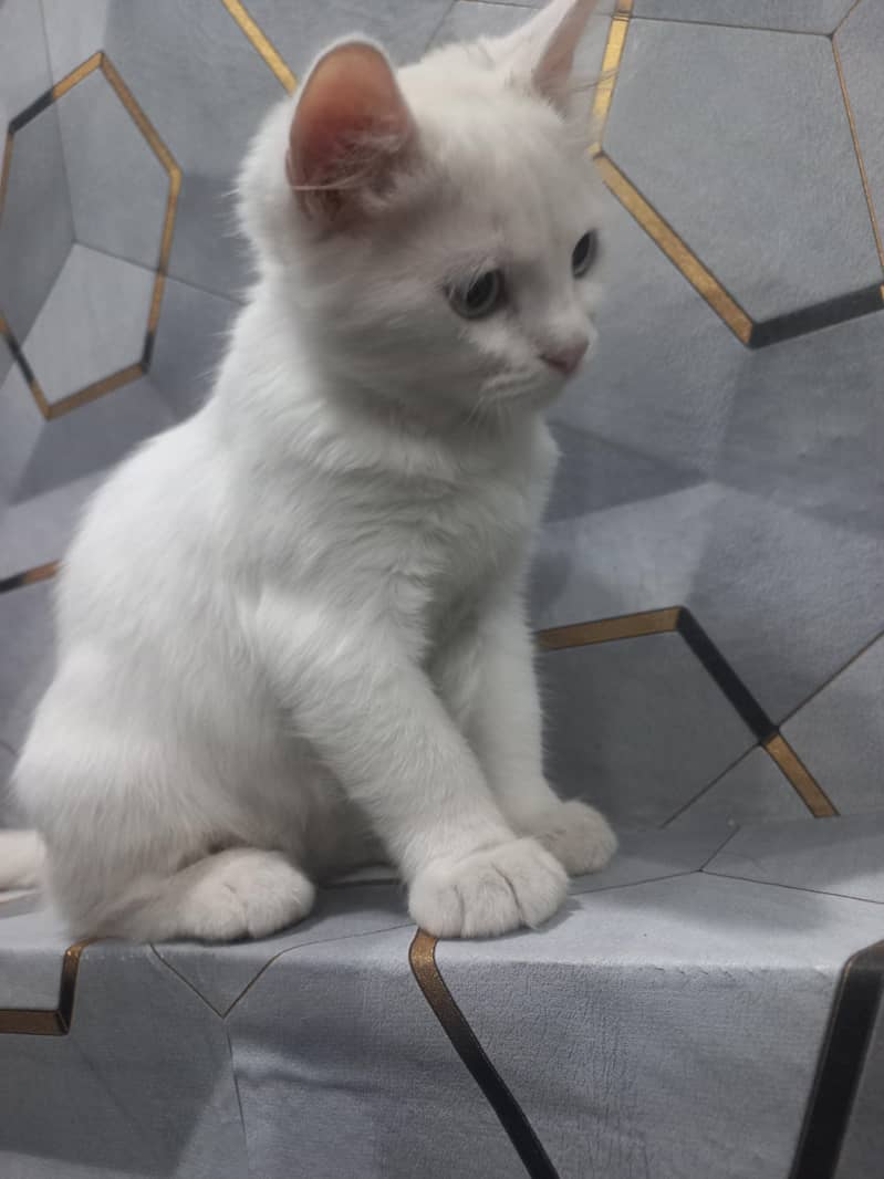 catt for sell 2