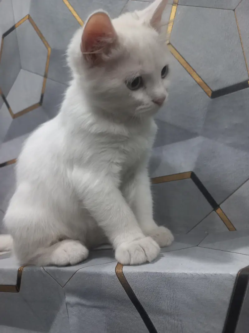 catt for sell — photo 3