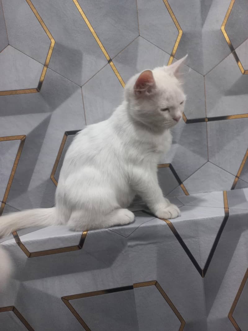 catt for sell 3