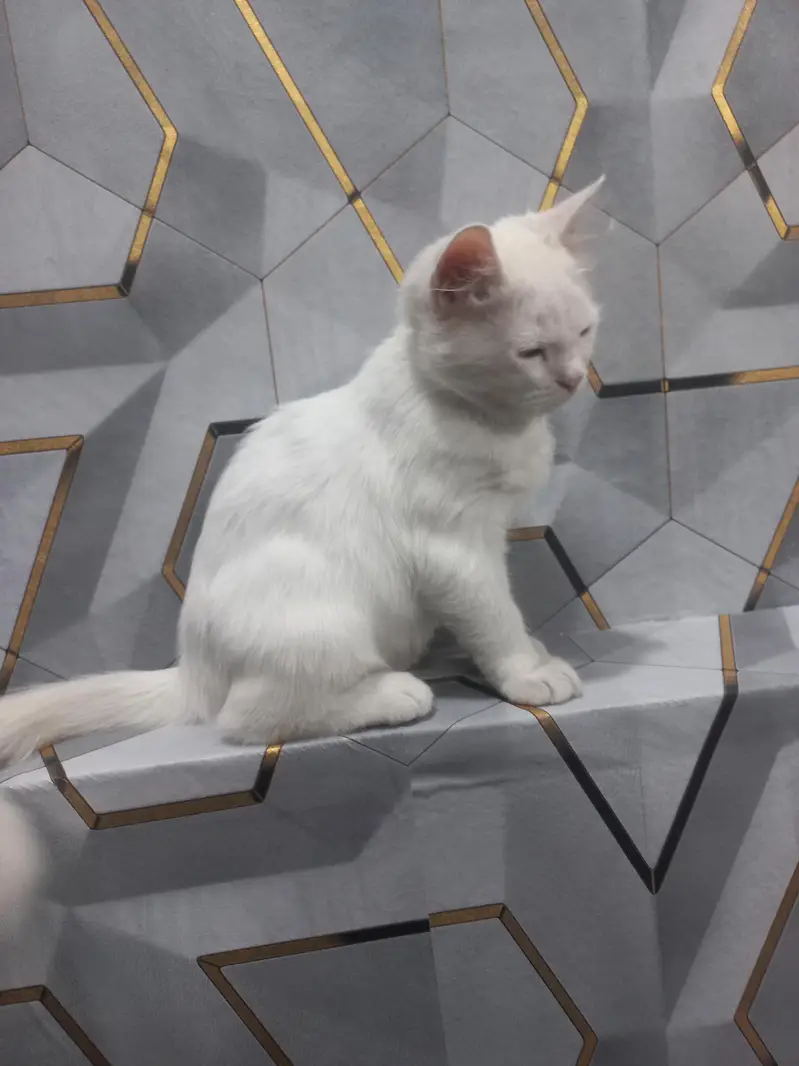 catt for sell — photo 4