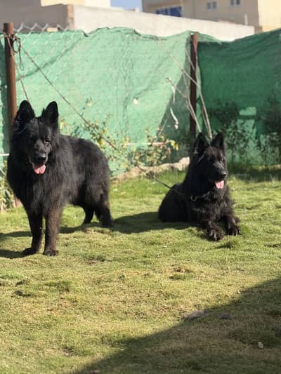 Black long hair Gsd