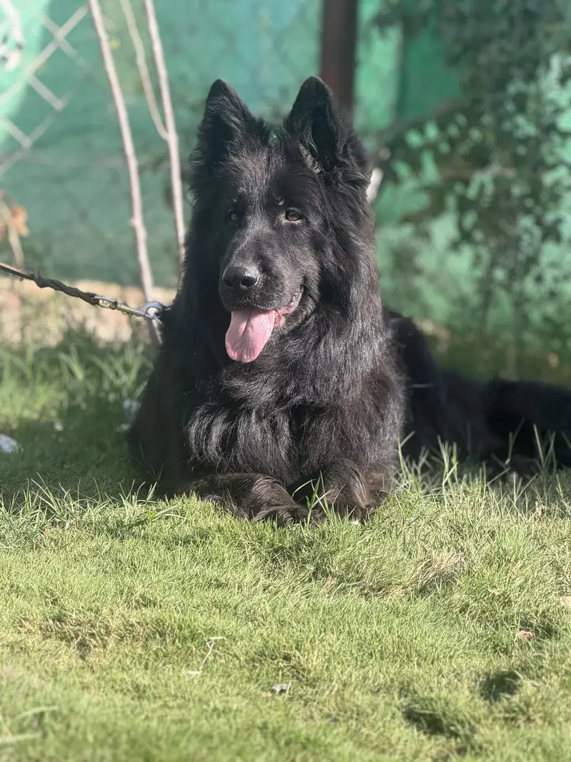 Black long hair Gsd — photo 2