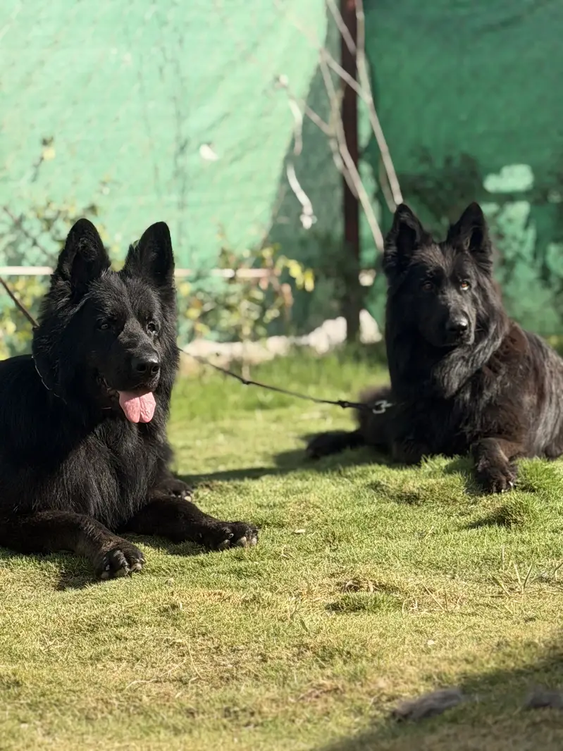 Black long hair Gsd — photo 3
