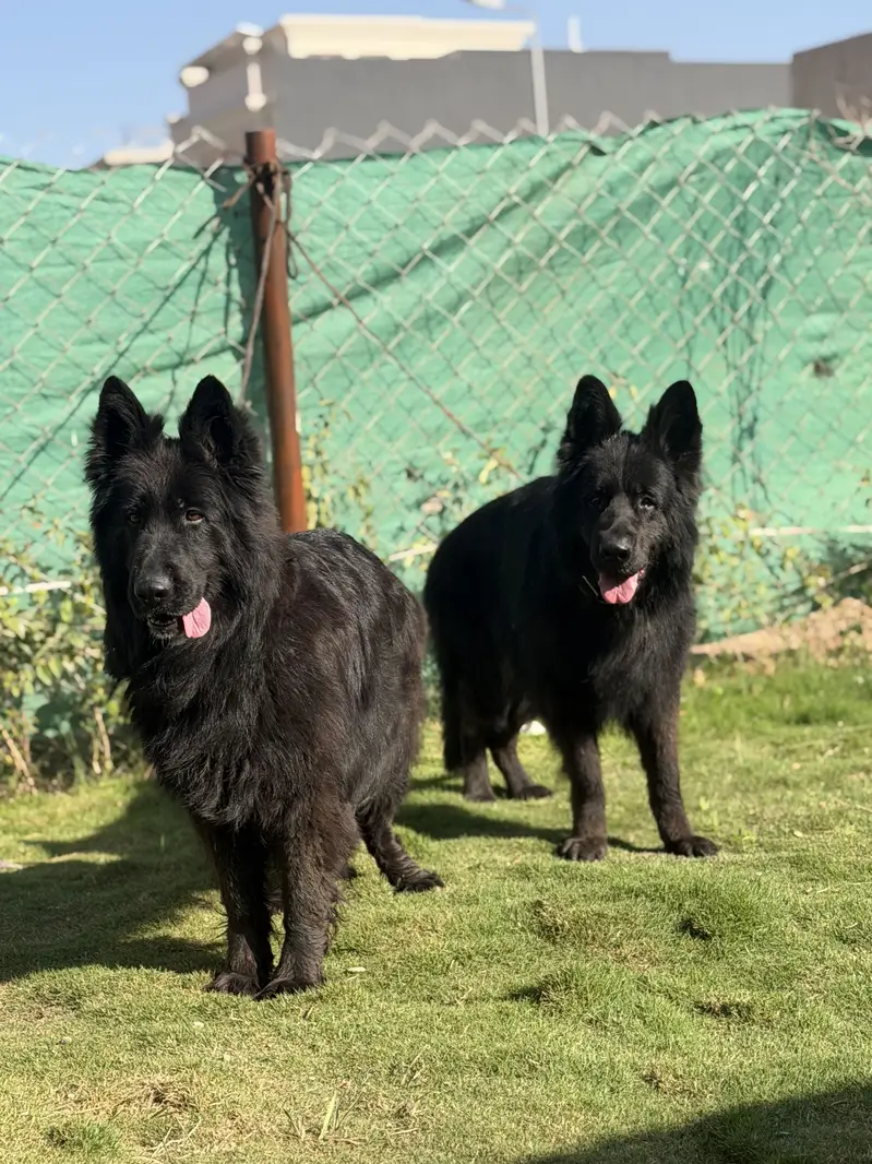 Black long hair Gsd — photo 4