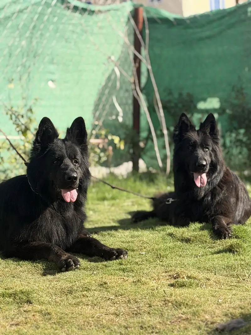 Black long hair Gsd — photo 5
