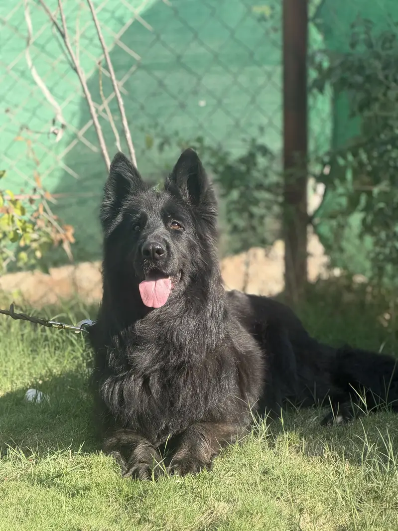 Black long hair Gsd — photo 6