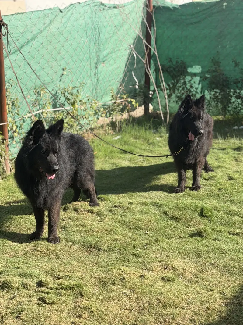 Black long hair Gsd — photo 8