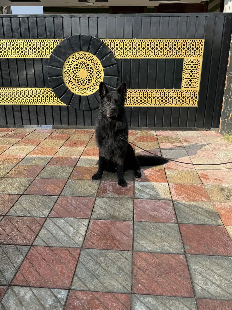 Black long hair Gsd — photo 9