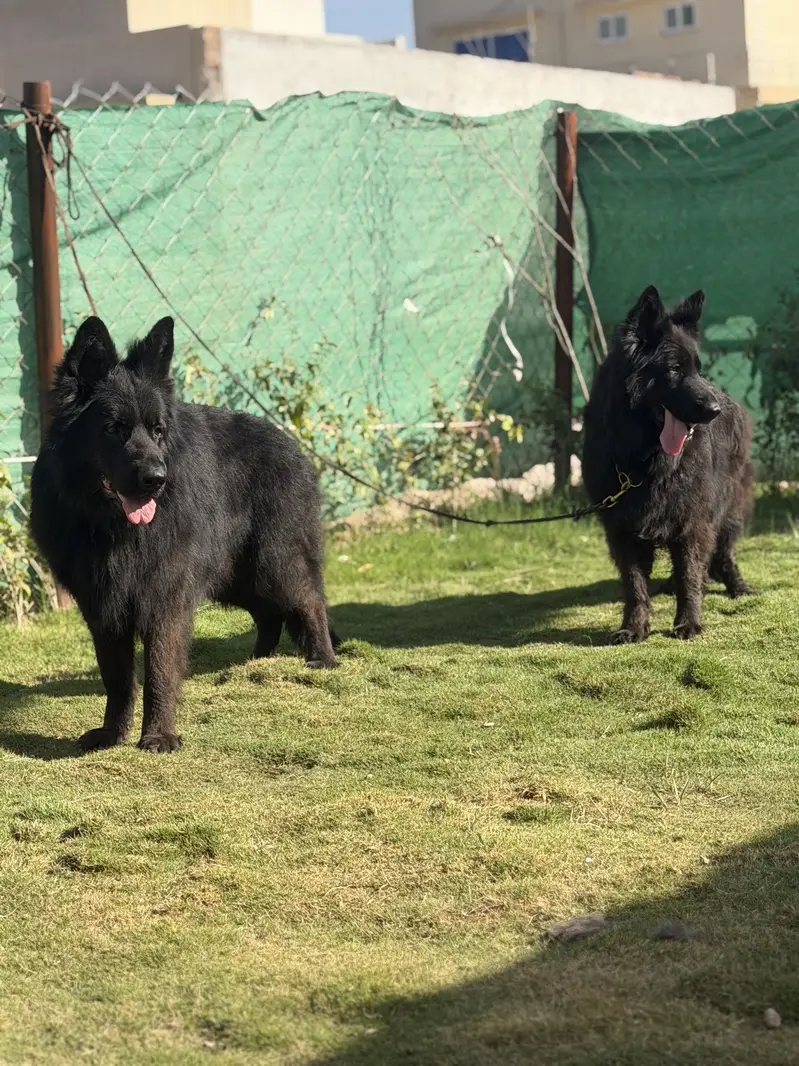 Black long hair Gsd — photo 10