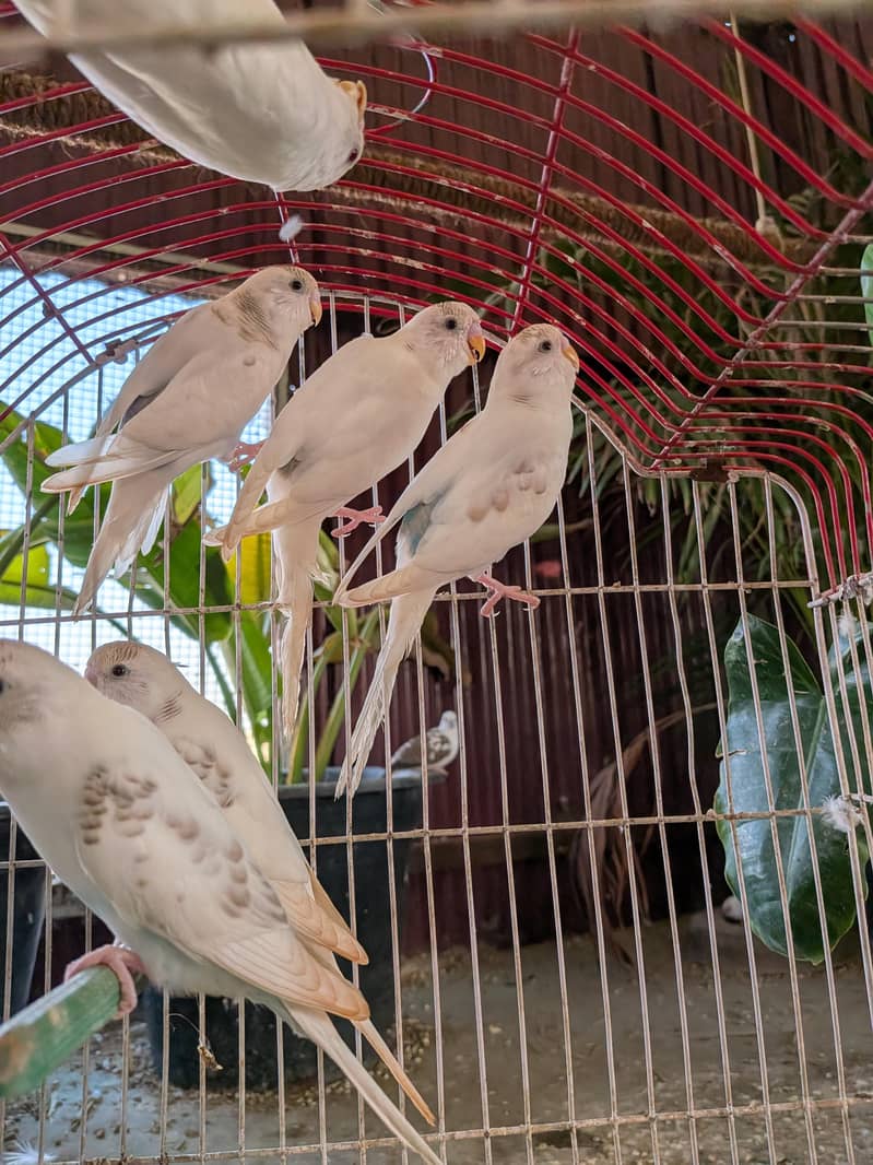 Undersized Pairs / Recessive Pied 0
