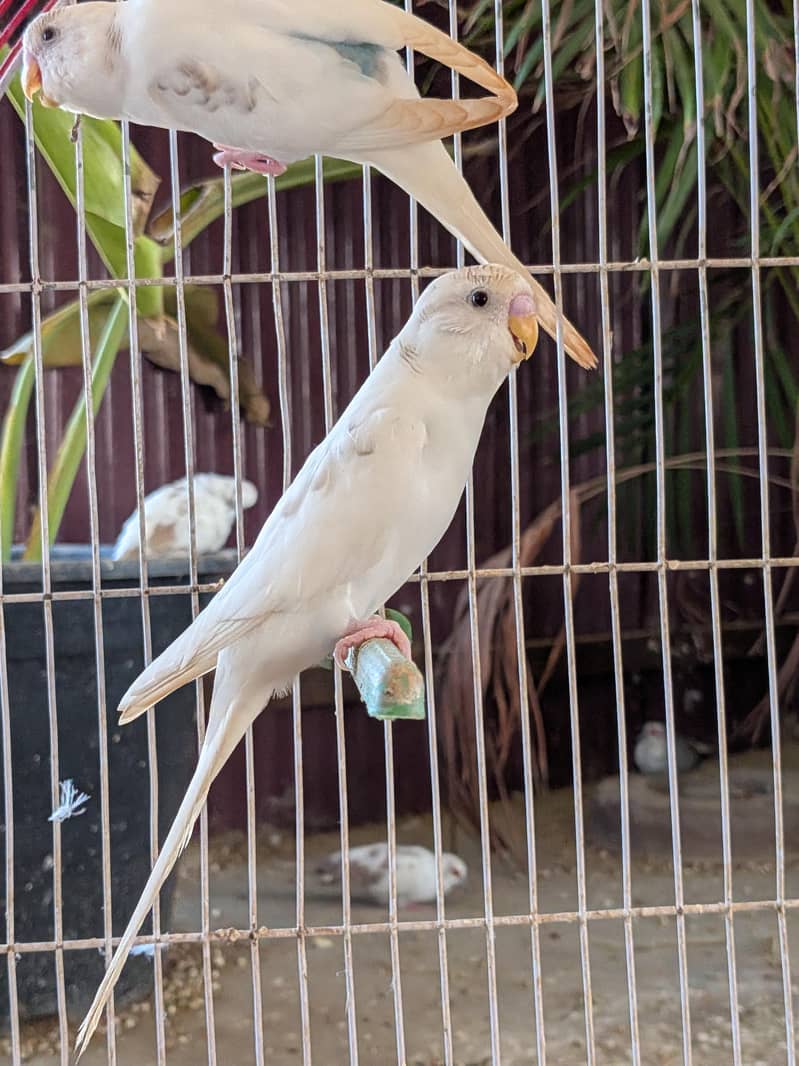 Undersized Pairs / Recessive Pied 1