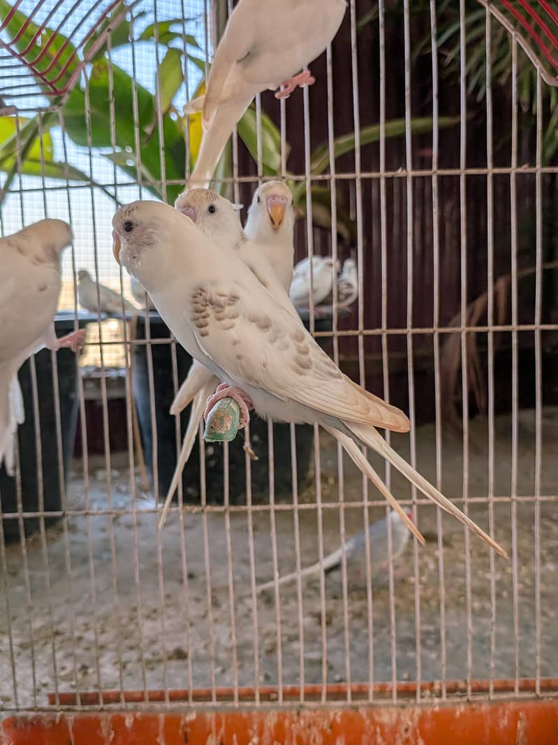 Undersized Pairs / Recessive Pied 3