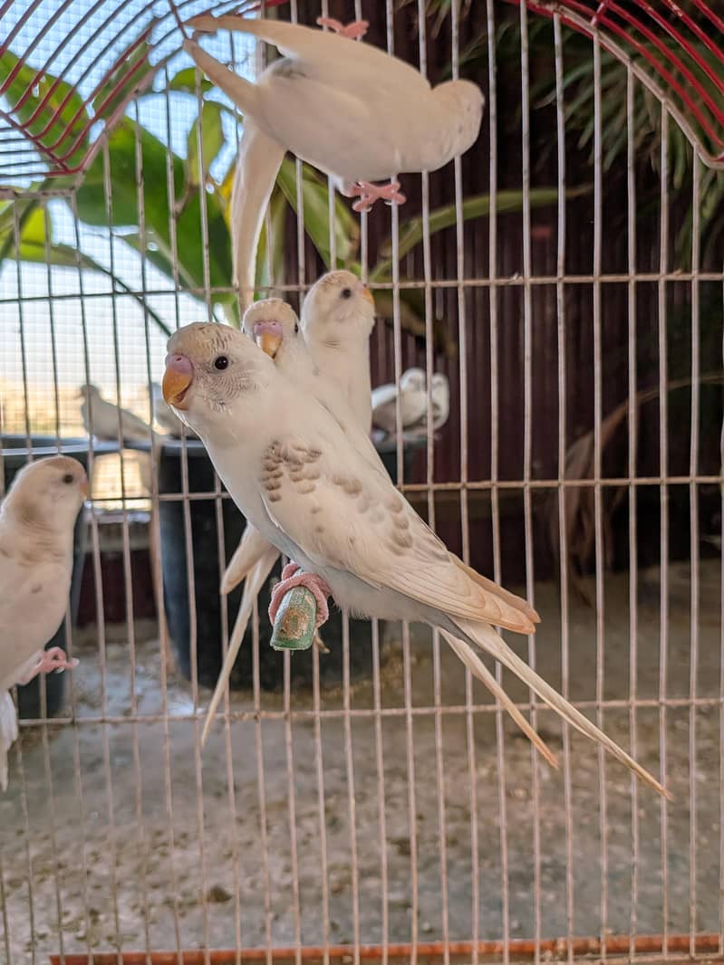 Undersized Pairs / Recessive Pied 4