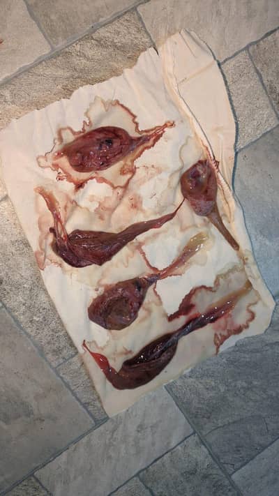 new born kitten placenta
