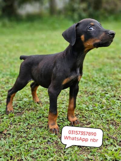 doberman puppy
