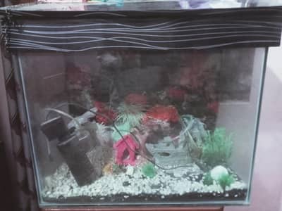 Aquarium with all accessories