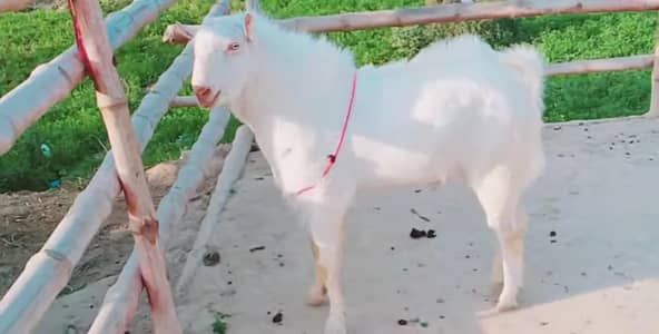 Bakra for sale gulabi call_03230718297