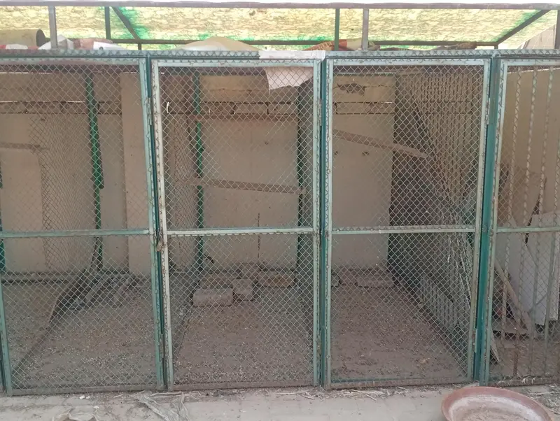 Parrot and Pigeon Cage/Enclosure — photo 4