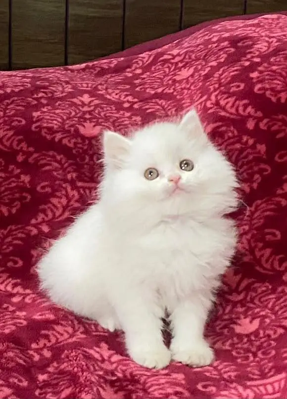 Fluffy Kittens/White Persian Kitten/Cats/Male/Female — photo 2