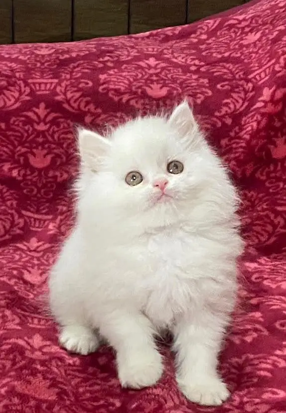 Fluffy Kittens/White Persian Kitten/Cats/Male/Female — photo 3