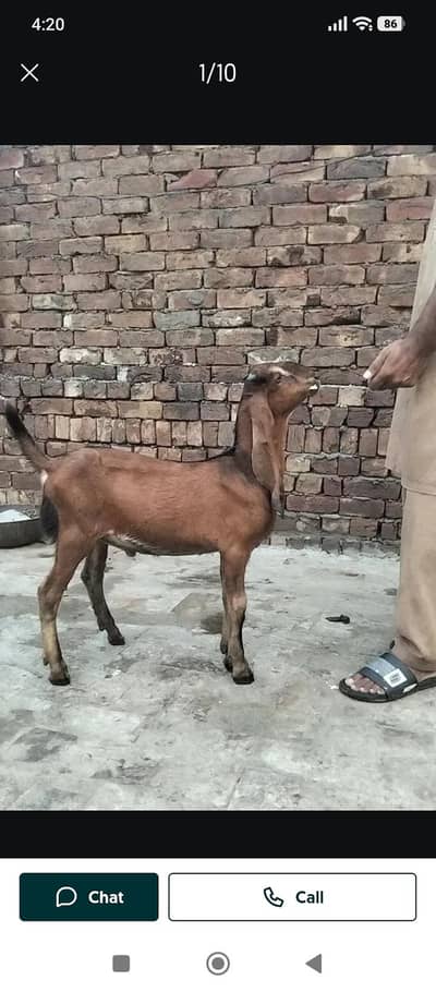 Boht piyara bakra