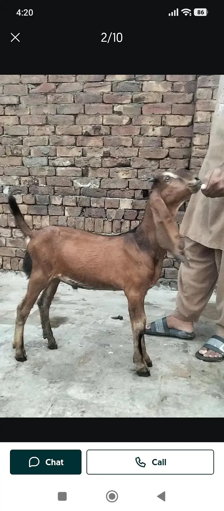 Boht piyara bakra — photo 2