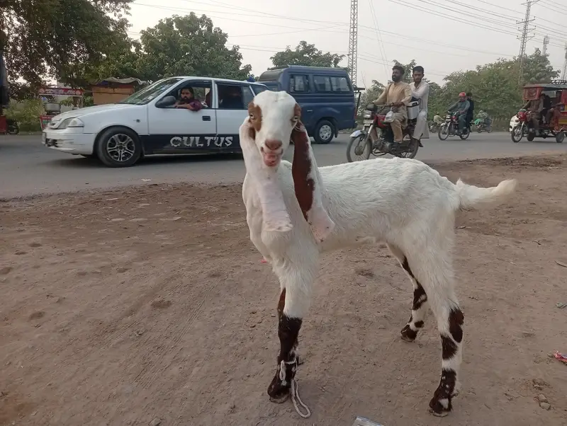 Boht piyara bakra — photo 3
