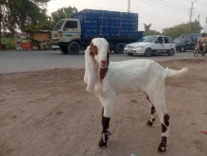 Boht piyara bakra — photo 4
