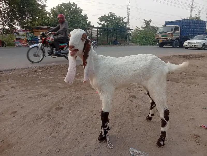Boht piyara bakra — photo 5
