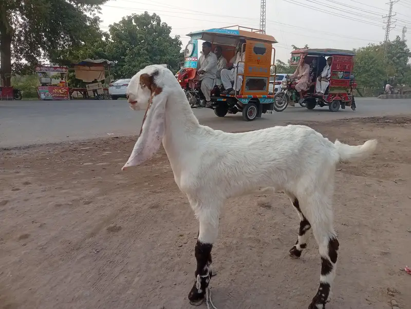 Boht piyara bakra — photo 6
