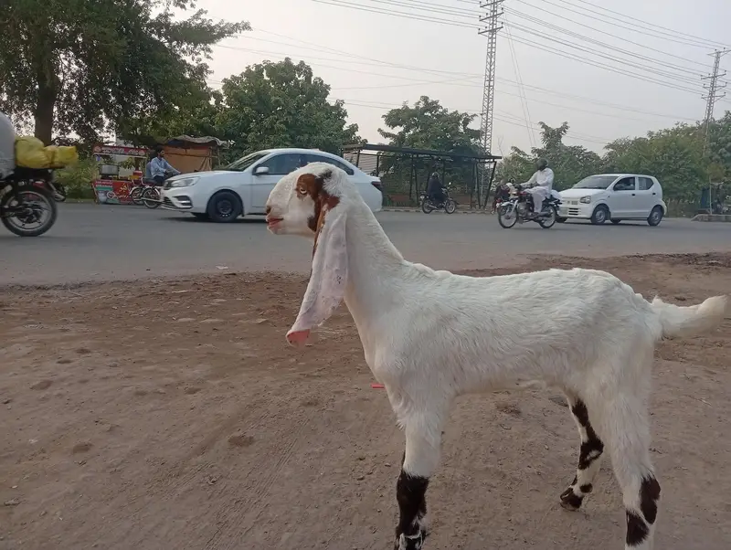 Boht piyara bakra — photo 7