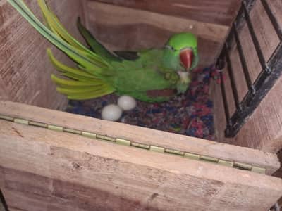 Raw parrot
