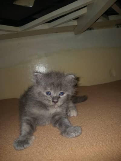 for sale