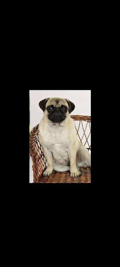 pug female for sale
