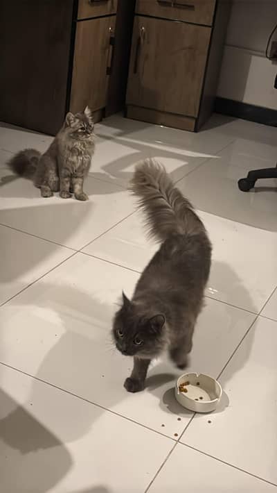 triple coated grey Persian cats male female pair fully vaccinated