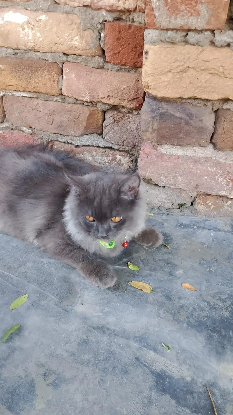 triple coated grey Persian cats male female pair fully vaccinated — photo 2