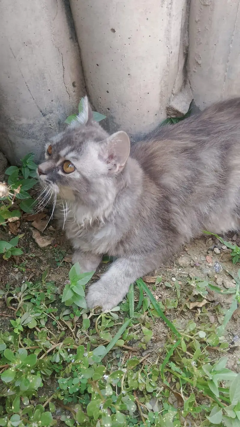 triple coated grey Persian cats male female pair fully vaccinated — photo 3